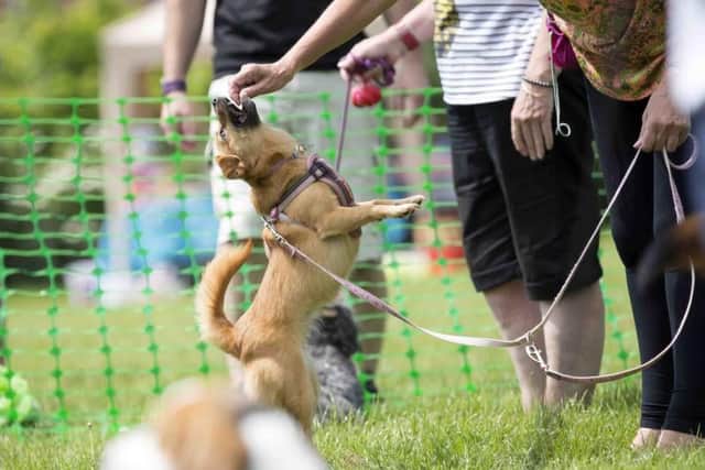 Every dog can have their day on Becket's Park this June.