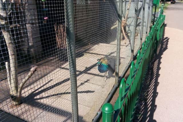 Ghandi the Indian peacock