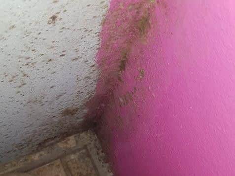 The mould in the little girls' bedroom.