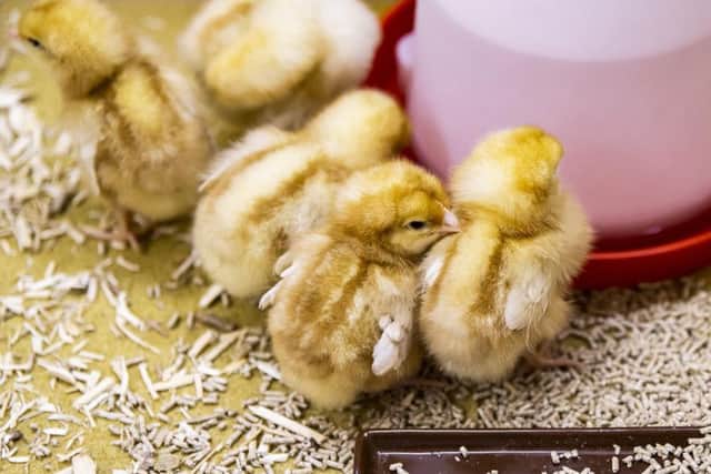 The children have been waiting 21 days for their eggs to hatch and they met the six chicks this afternoon.