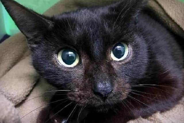 A total of nineteen cats were rescued from a cat hoarding situation at a Northampton home.