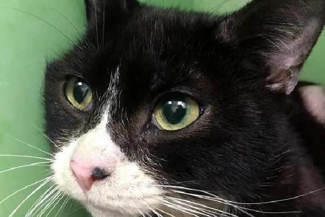 The family of cats were signed over to RSPCA Northamptonshire - who discovered three of the females were also pregnant. They will need to be held onto until their kittens are weaned and vaccinated.