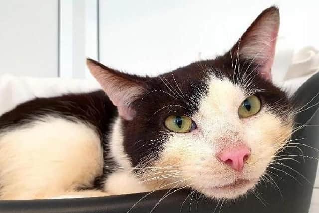 Interestingly, nearly all the cats rescued from the Northampton house are named after birds.