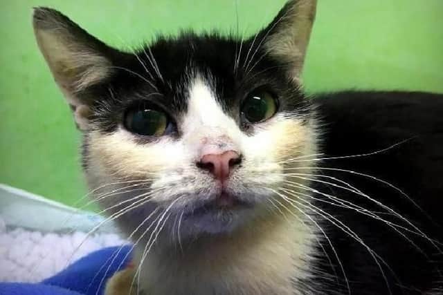 "The cats were all in very good health when they were taken into care," said RSPCA Northamptonshire's Dawn Smith. "Their owner loved them dearly and looked after them, but they were all indoor cats."