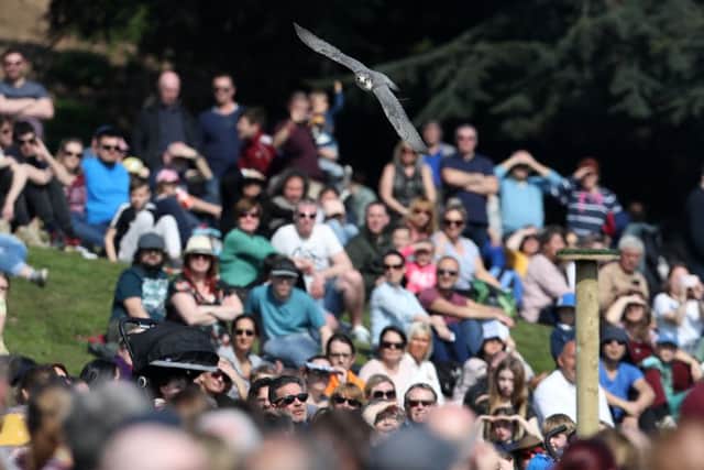 THE FALCONERS QUEST - WARWICK CASTLE - WARWICKSHIRE
Picture by Adam Fradgley
Pictures from the first public performance of "The Falconers Quest" at Warwick Castle in Warwickshire - Peregrine Falcon
FOR FURTHER DETAILS CONTACT:
E. lucy.rawlings@merlinentertainments.biz
T. 01926 406 661 WeT