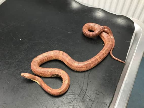 The RSPCA was called to help a corn snake which was dumped in a Northampton garden with burns and infected wounds.