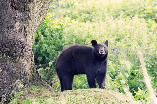 Indiana the North American black bear