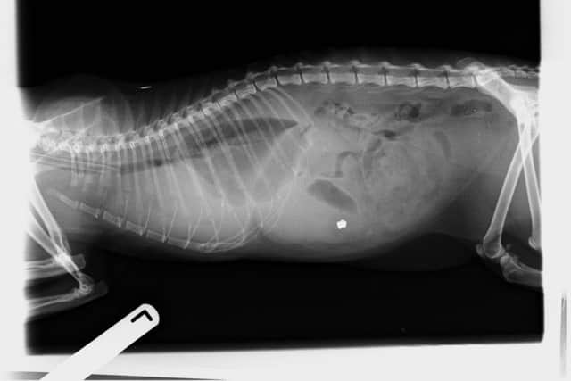 An x-ray showed he had a pellet lodged in his body.