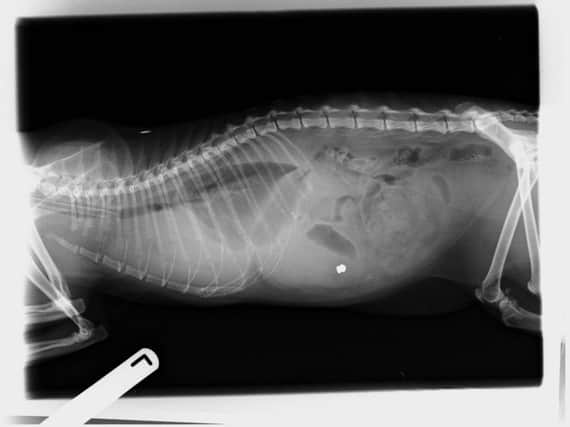 An x-ray showed he had a pellet lodged in his body.