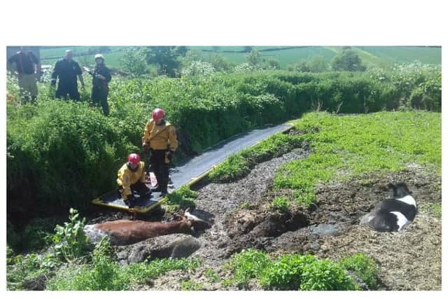 The last cow was rescued at 3.45pm (Picture courtesy of @NorthantsFire via Twitter)