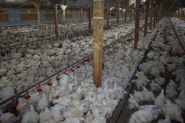 Dead birds were left to rot among the living, leading to cannibalism on at least one of three farms in Northamptonshire (Photo: Animal Equality).