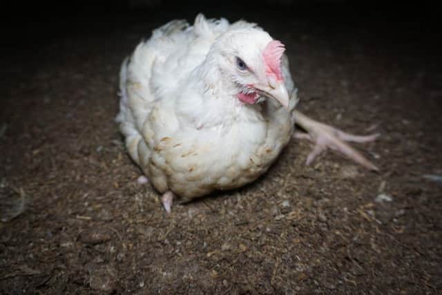 Chickens were filmed being deliberately kicked and stepped on in the harrowing footage (Photo: Animal Equality).