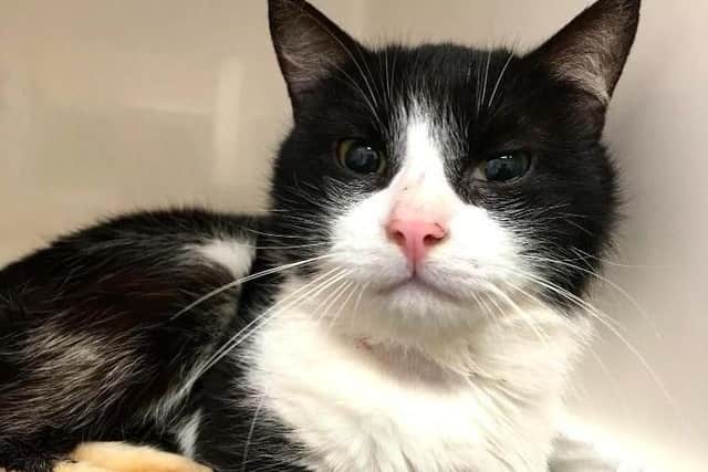A total of 18 cats were rescued from a cat hoarding situation at a Northampton home.
