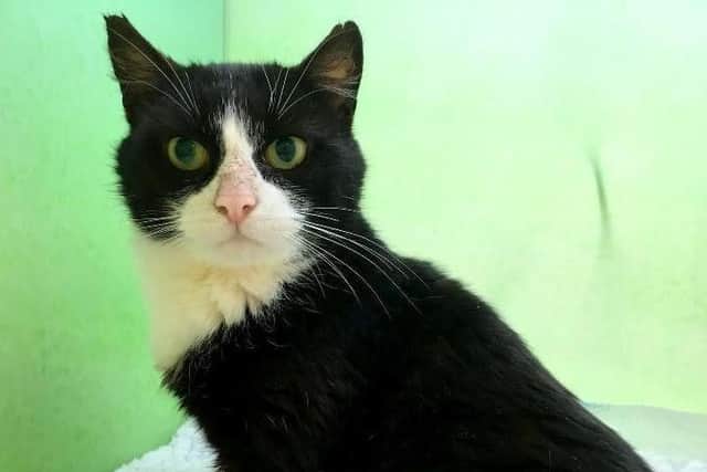 The family of cats were rescued from a multi-cat household and signed over to RSPCA Northamptonshire to be vaccinated and neutered.