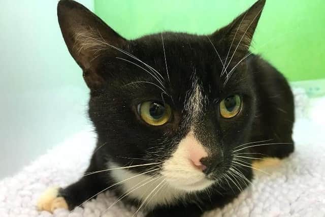 "Thankfully, none of the cats have suffered any long-lasting effects and have been signed off by our vets and are ready to find new homes," said RSPCA Northamptonshire's Dawn Smith.