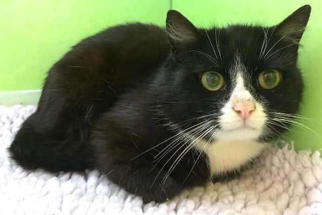 Dawn said: "So many cats living indoors could have stressed them out quite badly, but the whole gang is all in perfectly good health."