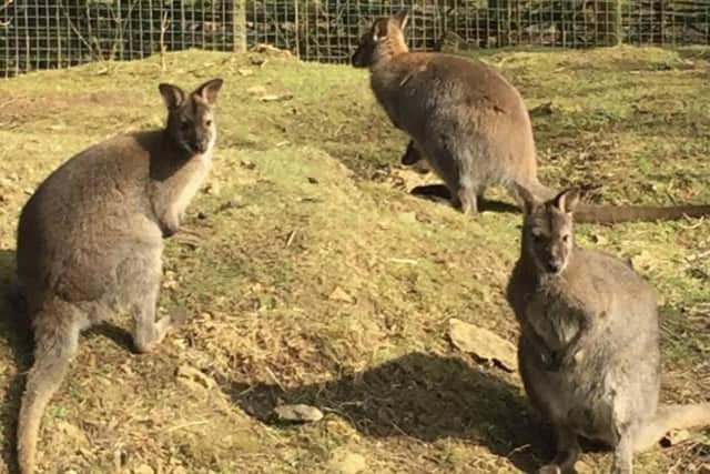 A wallaby has been seen crossing the road near Hunsbury Meadows. Stock image only.