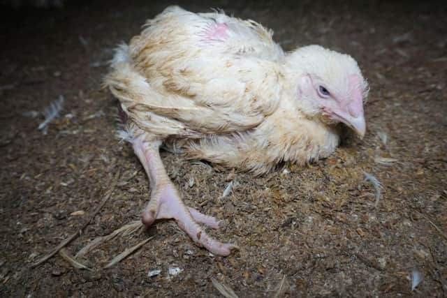 Dead birds were left to rot among the living, leading to cannibalism on at least one of three farms in Northamptonshire (Photo: Animal Equality).