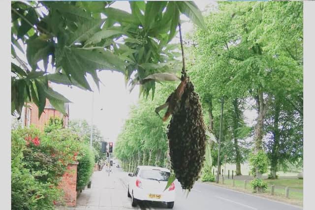 An enhanced image of the bees in St George's Avenue