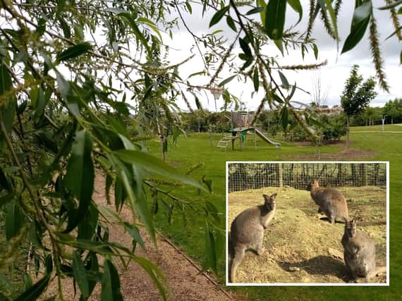 On trail of the Northampton wallabies - is there any truth to the rumours?