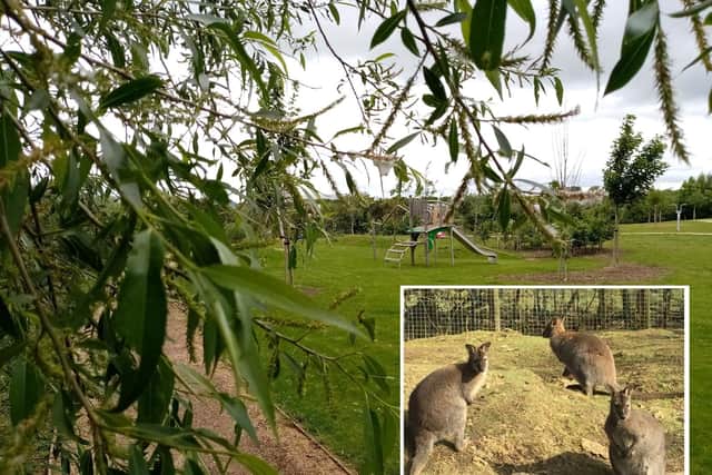 On trail of the Northampton wallabies - is there any truth to the rumours?
