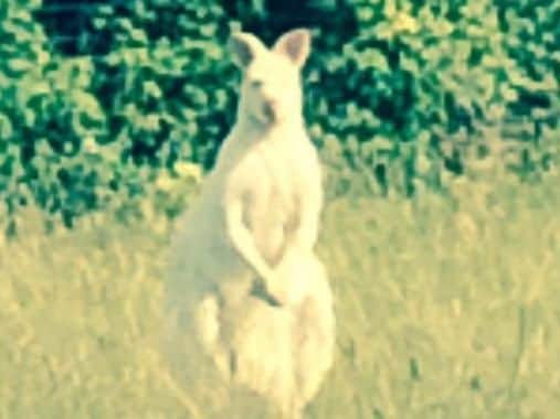 It comes after a white wallaby was videoed near to Salcey Forest in 2014.