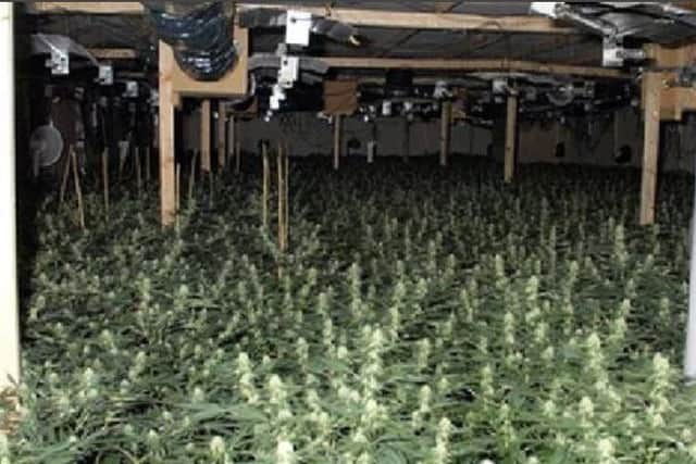 The cannabis factory was discovered in Gallowhill Road