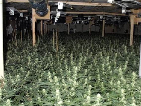 The cannabis factory was discovered in Gallowhill Road