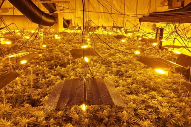 More than 1,000 plants were inside.
