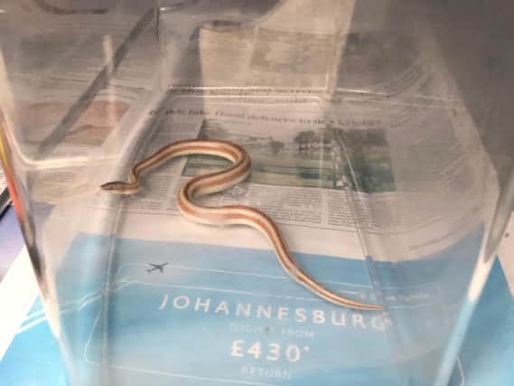 It is believed the snake may have travelled up the water pipes of the Mr Holmes house in Glebeland Gardens.