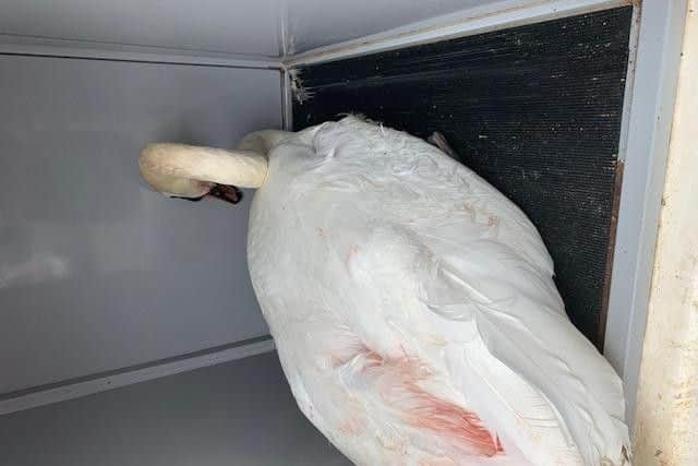 The injured swan was treated by Animals In Need after being rescued at Abington Park