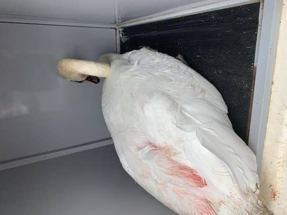 The injured swan was treated by Animals In Need after being rescued at Abington Park