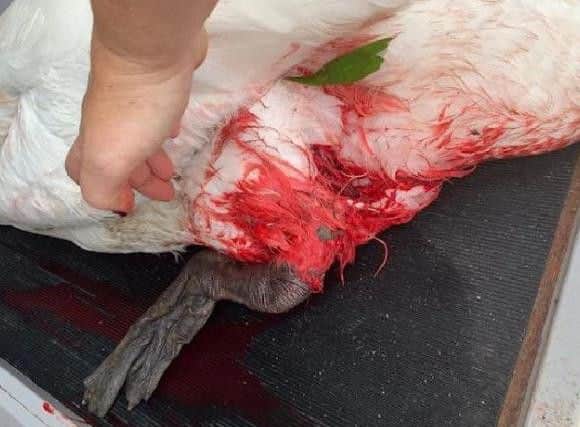 The injury received by the swan after it was attacked in Abington Park.
