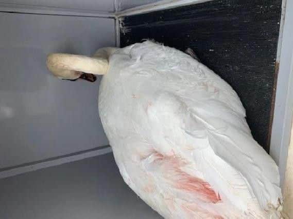 The injured swan was treated by Animals In Need after being rescued at Abington Park.