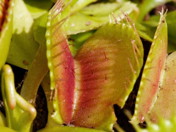 Venus fly traps are the most famous carnivorous plant