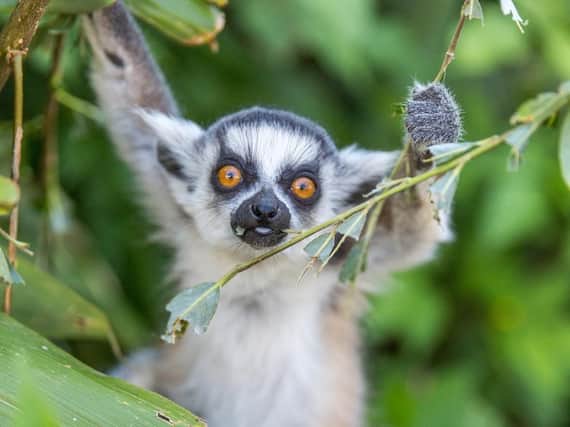 Ring tailed lemur by Bridget Davey photography at Woburn Safari Park