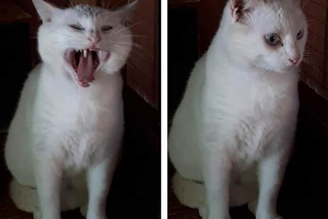 Beethoven the deaf Northampton cat has been searching for a home for seven months.