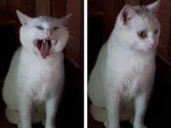 Beethoven the deaf Northampton cat has been searching for a home for seven months.