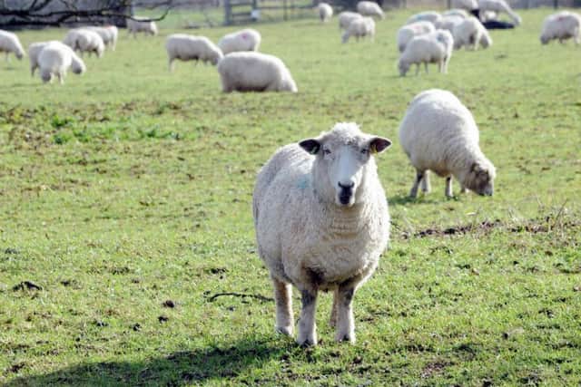 An estimated 100 sheep have been illegally butchered in Northamptonshire since March.