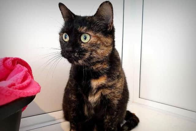 Margarita was lucky to survive when she was found in a car crusher as a kitten. But her attempts to find a home have been less so.