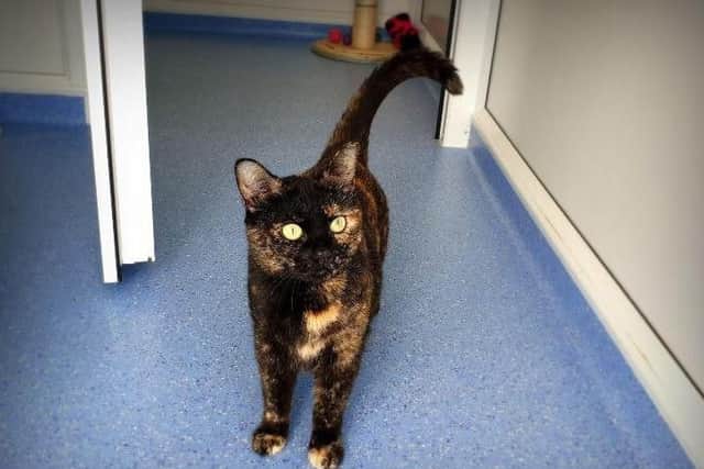 Margarita needs to be in a home without very young children as she does not like loud noises.