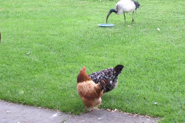 The ibis has a drink while the chickens watch on in Dot Crowe's garden