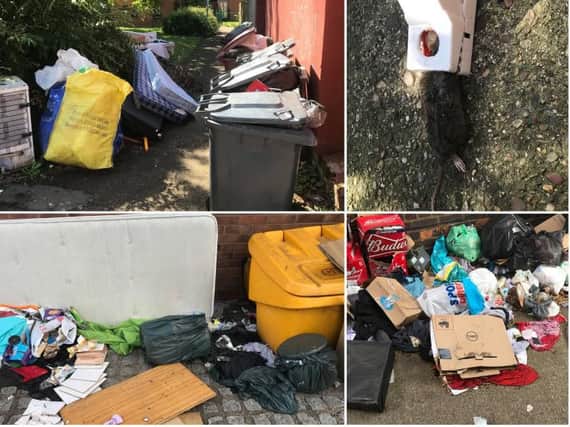 A pile of rubbish in Lower Adelaide Street (top left), a rat caught in a trap nearby (top right) and more fly-tipping in Semilong. Photos: Marcus Middleton