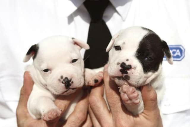 Thinking of getting a puppy during the summer holidays? Be cautious if youre hoping to buy a dog instead of rescuing.