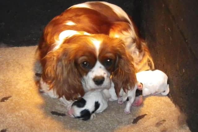 Reports of puppy farms in Northamptonshire have soared in the past 10 years.