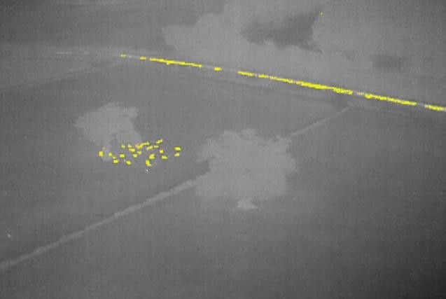 Thermal images of livestock in fields next to the A428 in East Haddon taken by a police drone - sheep and road traffic show up in yellow as heat sources. Photo: Northamptonshire Police