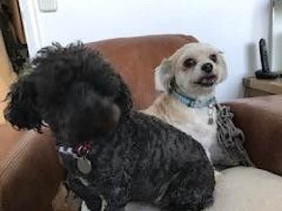 Teddy and Bo Bo, of St Crispin, are in need of a volunteer to take them for a walk.
