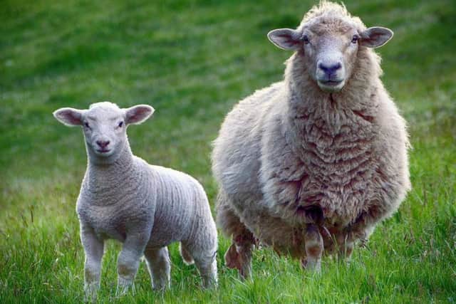 Criminals have been slaughtering and stealing livestock