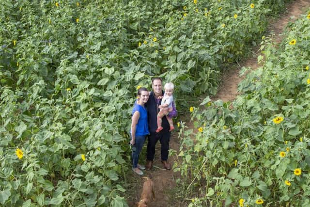 Sunflower farm bosses Lucy and Tom Harris with their son George and labrador pup Gus.