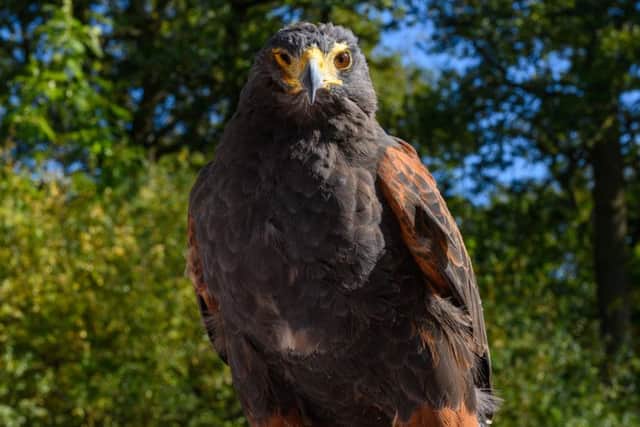 Crimes against birds of prey are uncommon in Northamptonshire, but police want the public to remain vigilant. Photo: Northamptonshire Police